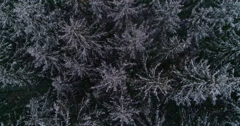 Flying over a spruce forest with active snowfall Stock Footage 147671356