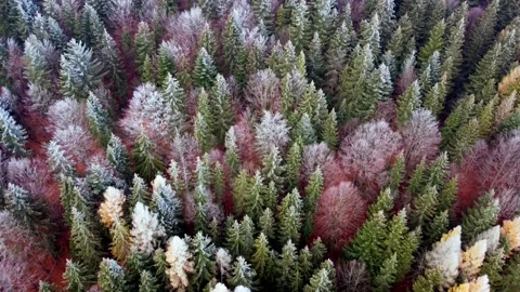 Flying over spruce trees covered with fresh snow on a foggy winter day. Stock-Footage 234141175