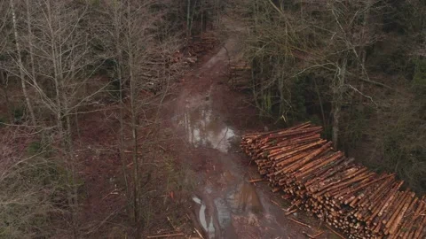 Flying over stacks of logs in felled forest 스톡 동영상 147850408