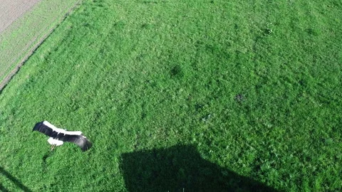 Flying over stork Stock Footage 100648643