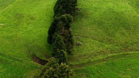 Flying over a straight line of trees that separates two meadows Stock Footage 234960066