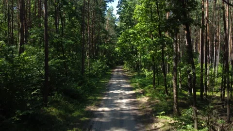 Flying up over a straight road through the forest Stock Footage 165162967