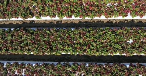 Flying over strawberry fields near ocean Stock Footage 73163476