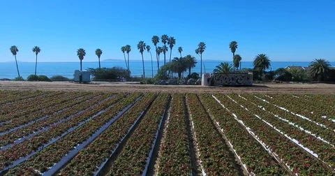 Flying over strawberry fields near ocean Stock Footage 73164476