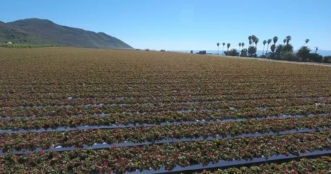 Flying over strawberry fields near ocean Stock Footage 73167393