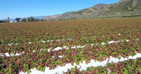 Flying over strawberry fields near ocean Stock Footage 73169363