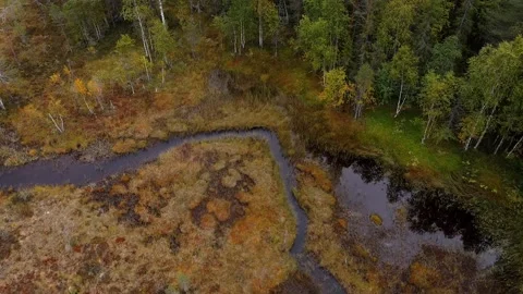 Flying over a stream and an autumn forest in Hamra National Park, Sweden Video stock 146401323