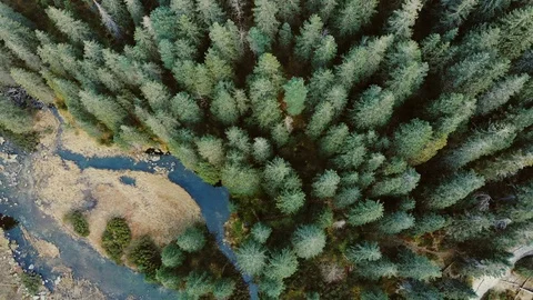 Flying over stream, dense dark green forest and swamps. Treetops aerial view. Stock Footage 120581826