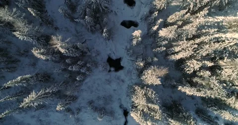 Flying over a stream in a winter snowy forest. Top view Stock Footage 148660120