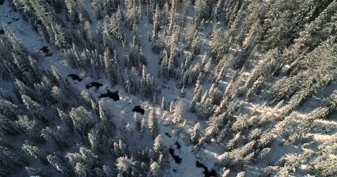 Flying over a stream in a winter snowy forest. Top view Stock Footage 148660184