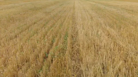 Flying over the stubble of crops after harvest before ploughing Video stock 143889677