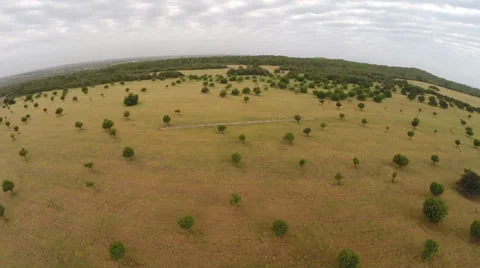 Flying over stunning Fields - Aerial Flight, Mallorca Stock Footage 38674870