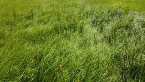 Flying over a summer meadow, shooting from a drone. Green grass, countryside Video stock 201265048