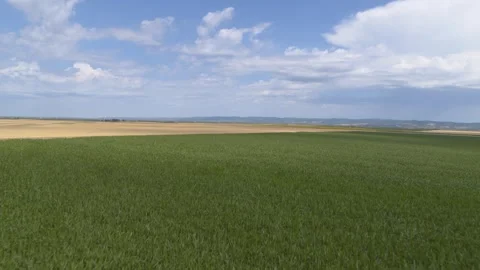 Flying over the sunflower, corn and wheat fields with blue sky in background Stock Footage 261180323