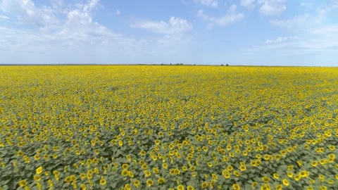 Flying over the sunflower, corn and wheat fields with blue sky in background Stock Footage 261183147
