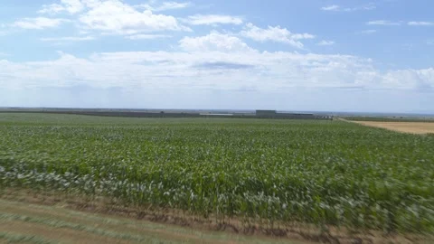 Flying over the sunflower, corn and wheat fields with blue sky in background Stock Footage 261184145