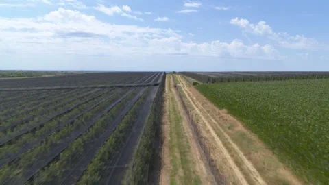 Flying over the sunflower, corn and wheat fields with blue sky in background Stock Footage 261184336