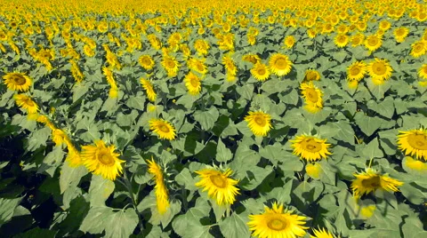 Flying Over Sunflower Field 4K Stock Footage 66910153