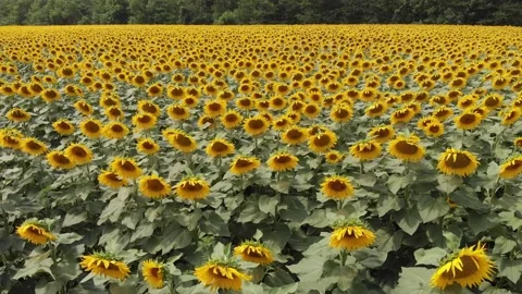 Flying over a sunflower field during the day in windy weather. Stock Footage 138696905
