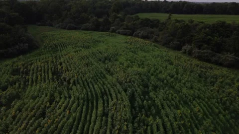 Flying over sunflower field at dusk Stock Footage 281119092
