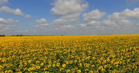 Flying over sunflower field Stock Footage 86790037
