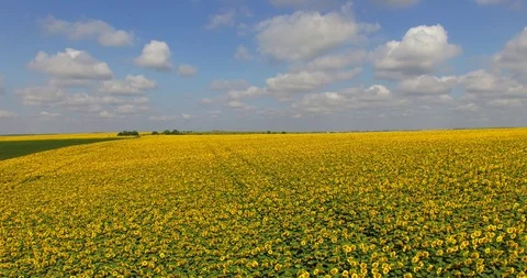 Flying over sunflower field Stock Footage 86790048