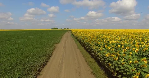 Flying over sunflower field Stock Footage 86790062