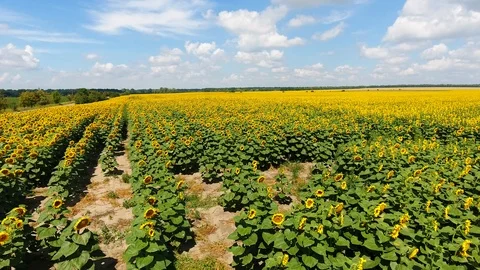 Flying over a Sunflower field Stock Footage 92371426