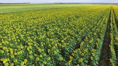 Flying over a Sunflower field Stock Footage 94759934