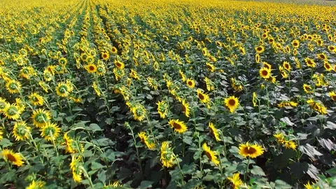 Flying over a Sunflower field Stock Footage 94759969
