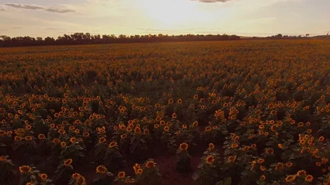 Flying over the sunflower field Stock Footage 113150558