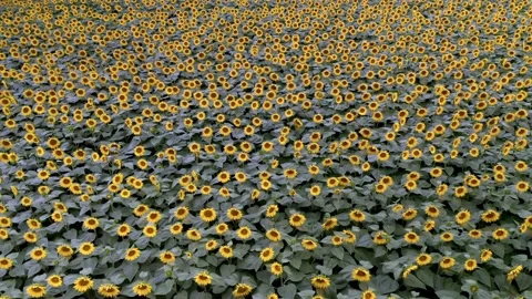 Flying over a sunflower field  Stock Footage 158479361