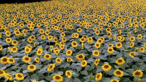 Flying over a sunflower field  Stock Footage 158479393