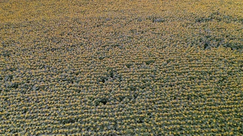 Flying over a sunflower field  Stock Footage 158479619
