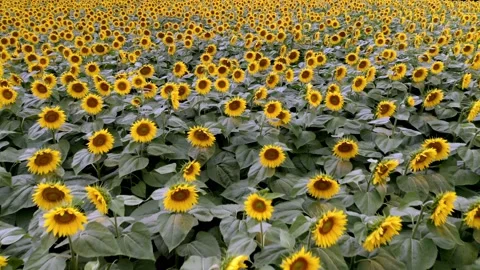 Flying over a sunflower field  Stock Footage 158479624