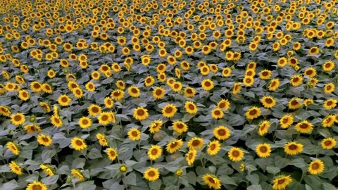 Flying Over A Sunflower Field Moving Across A Field Of Sunflowers Stock Footage 158479129