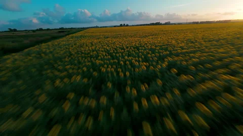 Flying over a sunflower field at sunset Stock Footage 313828606