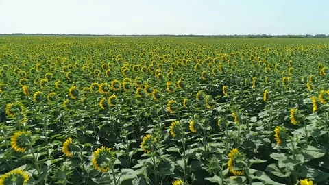 Flying over the sunflowers field Stock Footage 78425646