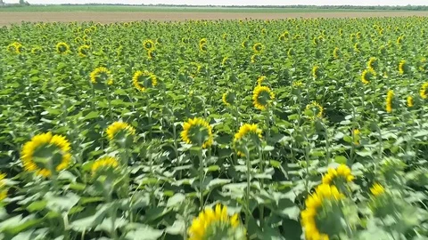 Flying over the sunflowers field Stock Footage 78428170