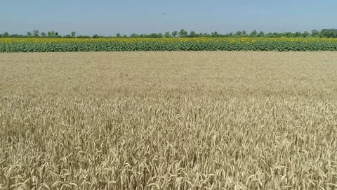 Flying over the sunflowers field Stock Footage 78430905