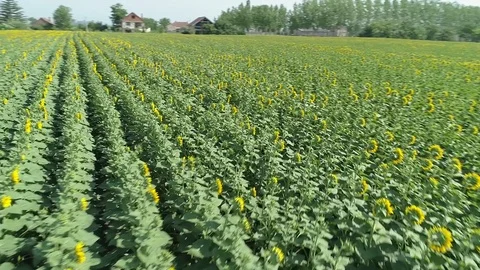 Flying over the sunflowers field Video stock 78435359