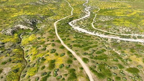 Flying over a super lloom of flowers outside of Los Angeles. Stock Footage 244309261