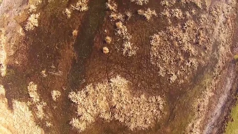 Flying over a swamp Stock-Footage 73692028