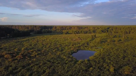 Flying over swamp in forest at sunset summer day Stock Footage 97980420