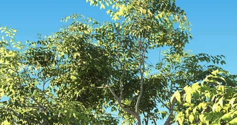 Flying over swaying tree at the wind. Alpha matte. Stock Footage 105063706