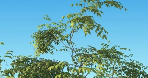 Flying over swaying tree at the wind. Alpha matte. Stock Footage 105063752