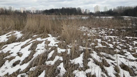 Flying over tall dried grass in a spring park. Remnants of snow are visible i Stock Footage 150393523