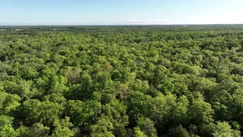 Flying over thick woods Stock Footage 239693619