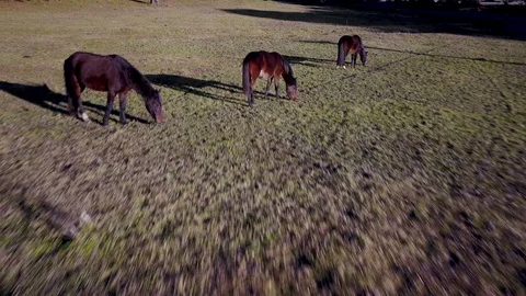 Flying over three brown horses eating grass on sunset Stock Footage 88840933