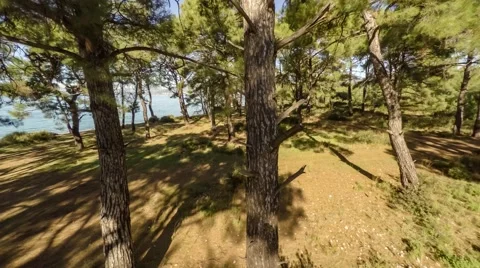 Flying over the top of trees with seaview. Aerial, 4k Stock Footage 63598302